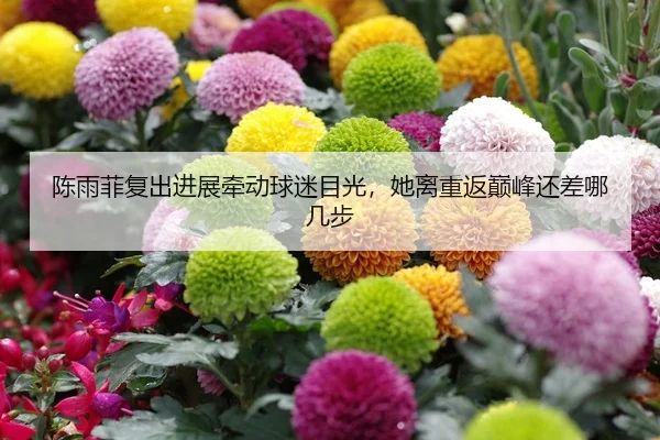 陈雨菲复出进展牵动球迷目光，她离重返巅峰还差哪几步
